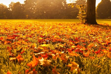 fall leaves on the ground